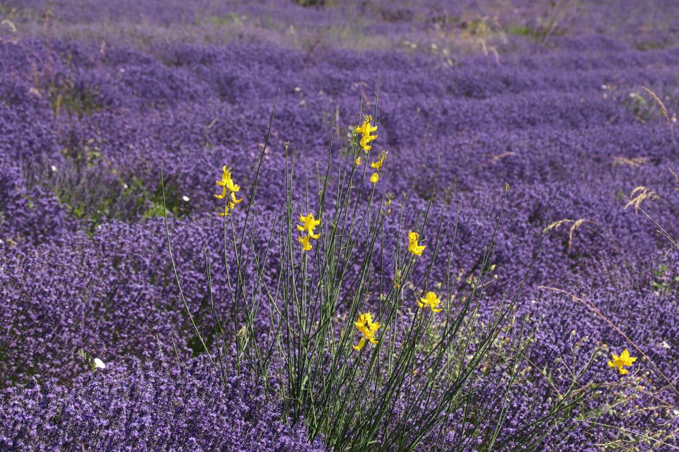 From Aix En Provence: Private Tour of Sault in Van - Lavender Fields in Sault