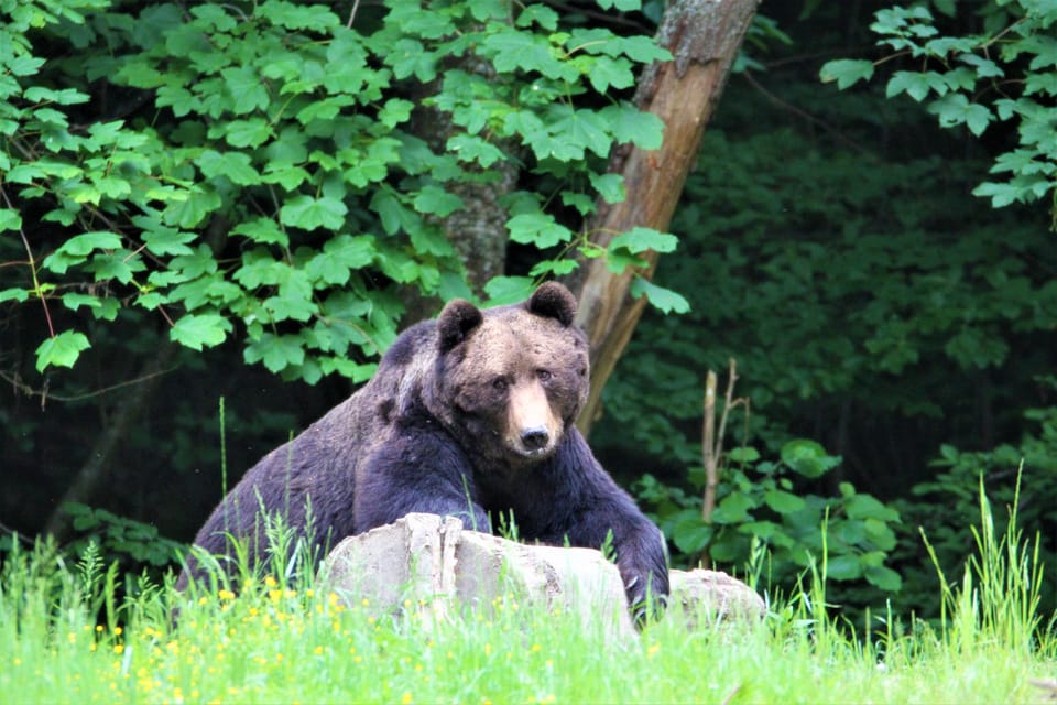 From Brasov: Brown Bear Watching in the Carpathian Mountains - Customer Experiences