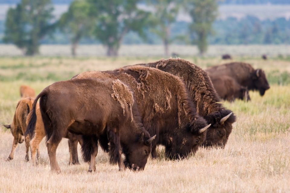 From Jackson Hole: Half-Day Grand Teton Wildlife Tour - Important Details