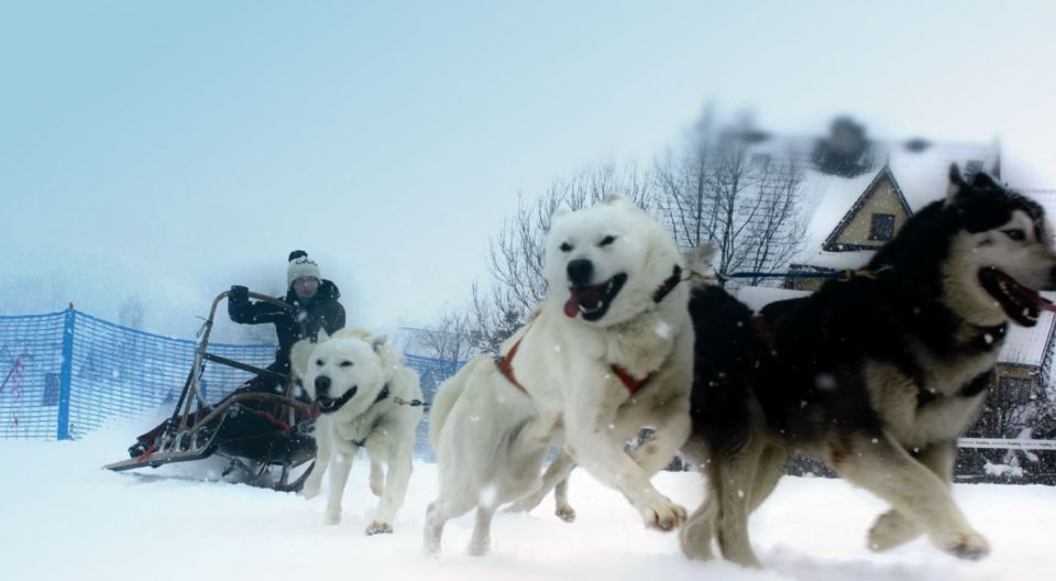 From Krakow: Dogsled Ride in Tatra Mountain - Customer Reviews