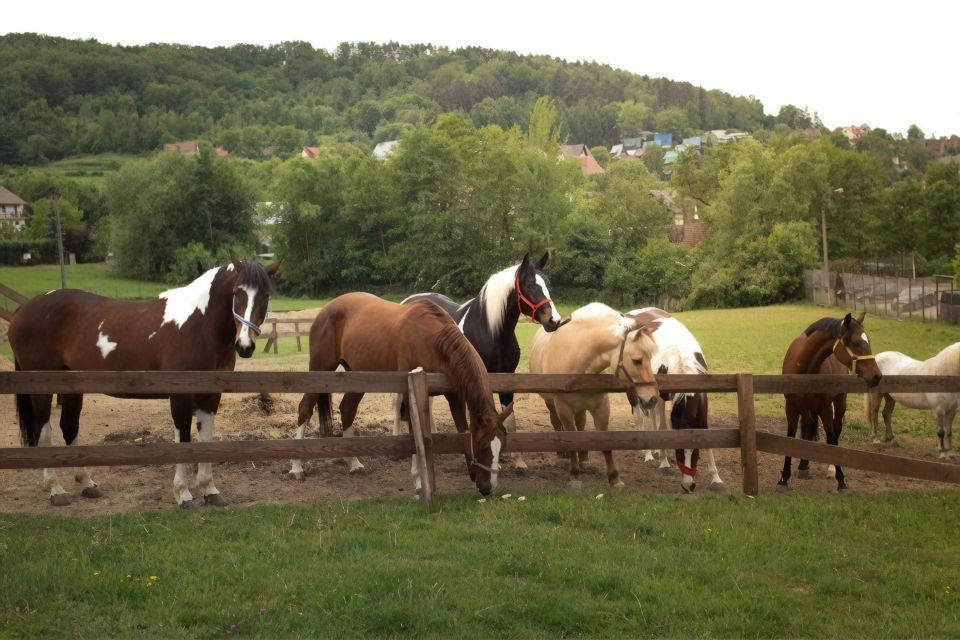 From Krakow: Half-Day Horse Riding by the Lake - Frequently Asked Questions