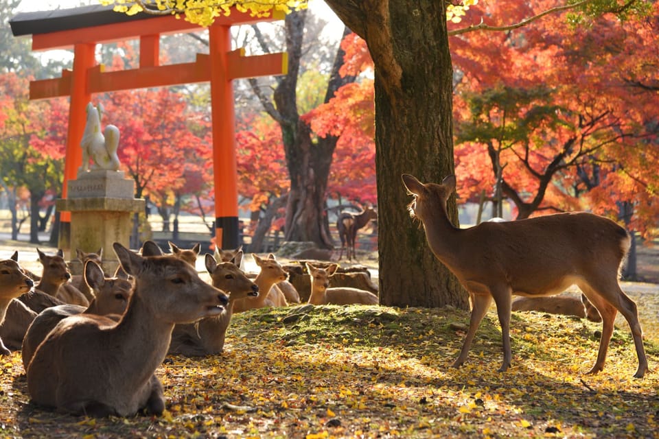 From Kyoto: Kyoto and Nara Golden Route Full-Day Bus Tour - Visit Kinkakuji Temple