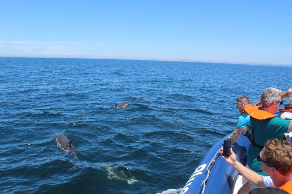 From Lagos: Dolphin Watching Boat Trip - Sustainable Dolphin Watching