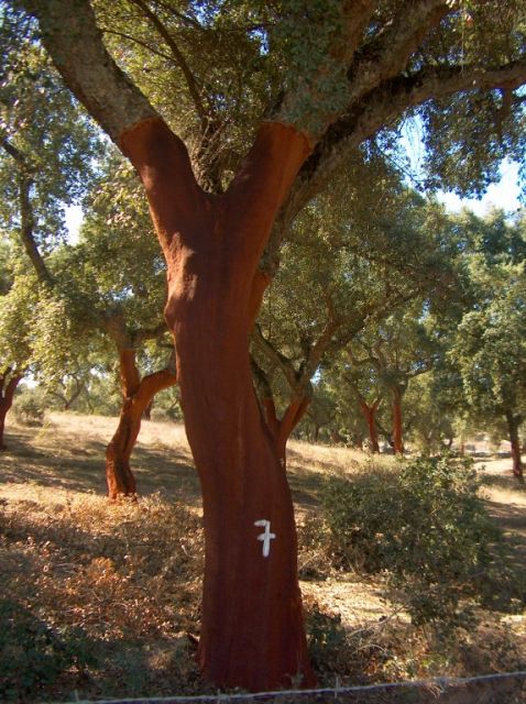 From Lisbon: Private 9-Hour Tour of Évora and Estremoz - Pousada Castelo Estremoz