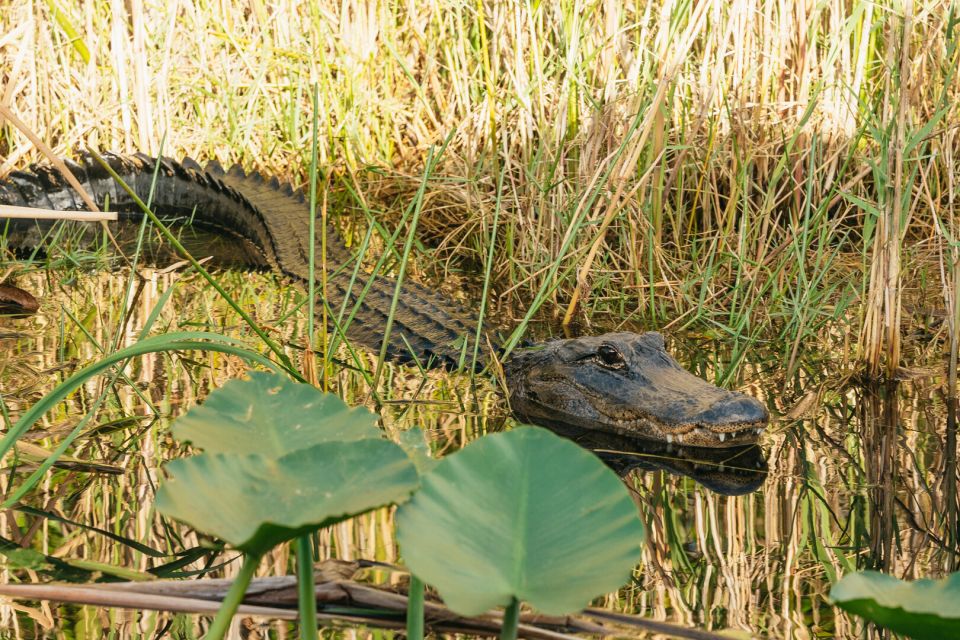 From Miami: Everglades Airboat, Wildlife Show & Bus Transfer - Customer Ratings and Feedback