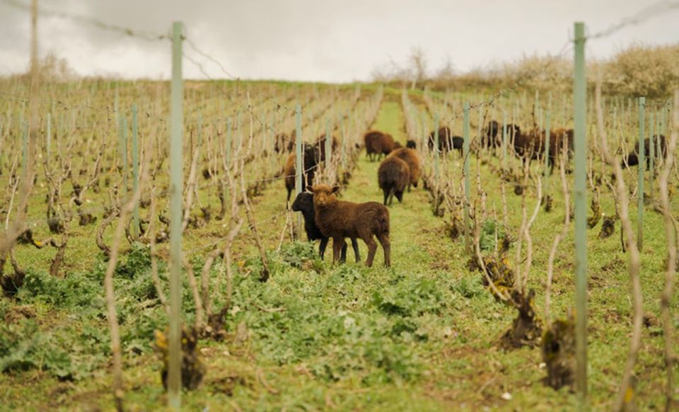 From Paris: Champagne Region Day Trip With Tastings & Lunch - Frequently Asked Questions