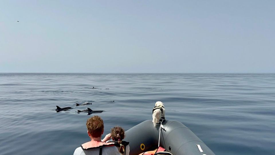 From Portimão: Dolphin Watch & Lagos Coastline With Biologist - Meeting Point and Parking