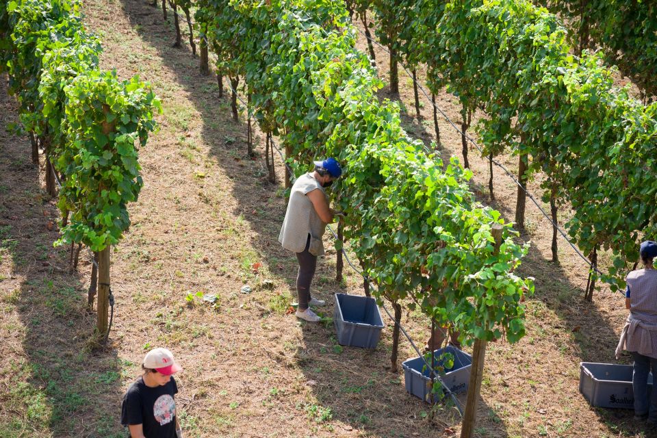 From Porto: Monção Wineries Tour With Wine Tastings - Indulging in Vinho Verde Wines