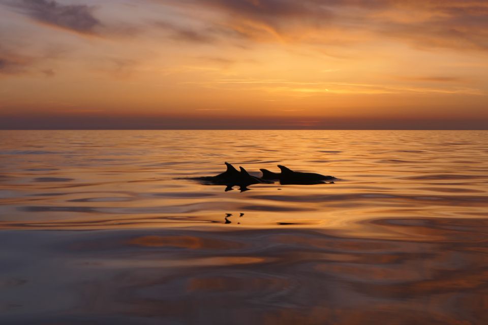 From Pula: Private Boat Tour and Brijuni National Park - Sunsets and Dolphin Sightings