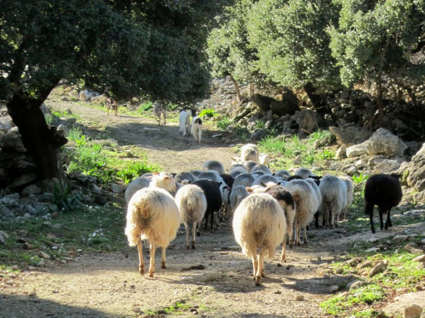 From Rethymno: Private Day Trip to 2 Unknown Gorges & Snacks - Tour Suitability