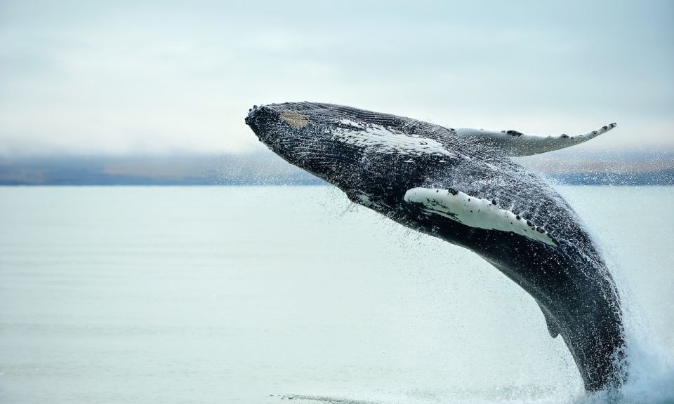 From Reykjavik: Full Day Whale Watching & Golden Circle Tour - Kerid Volcanic Crater