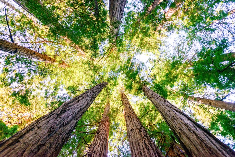 From San Francisco: Muir Woods Guided Bus Tour - Participant Information