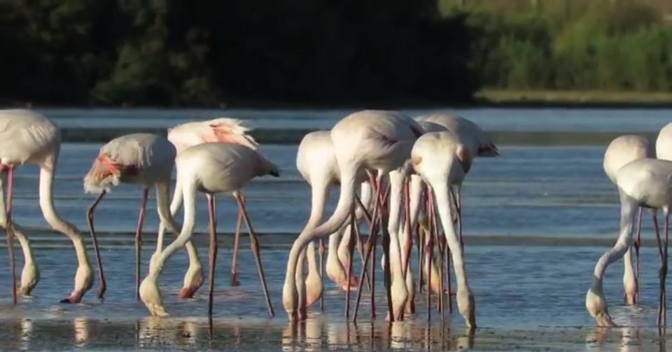 From Seville: Doñana Natural Park, El Rocío and Matalascañas - Customer Feedback and Ratings