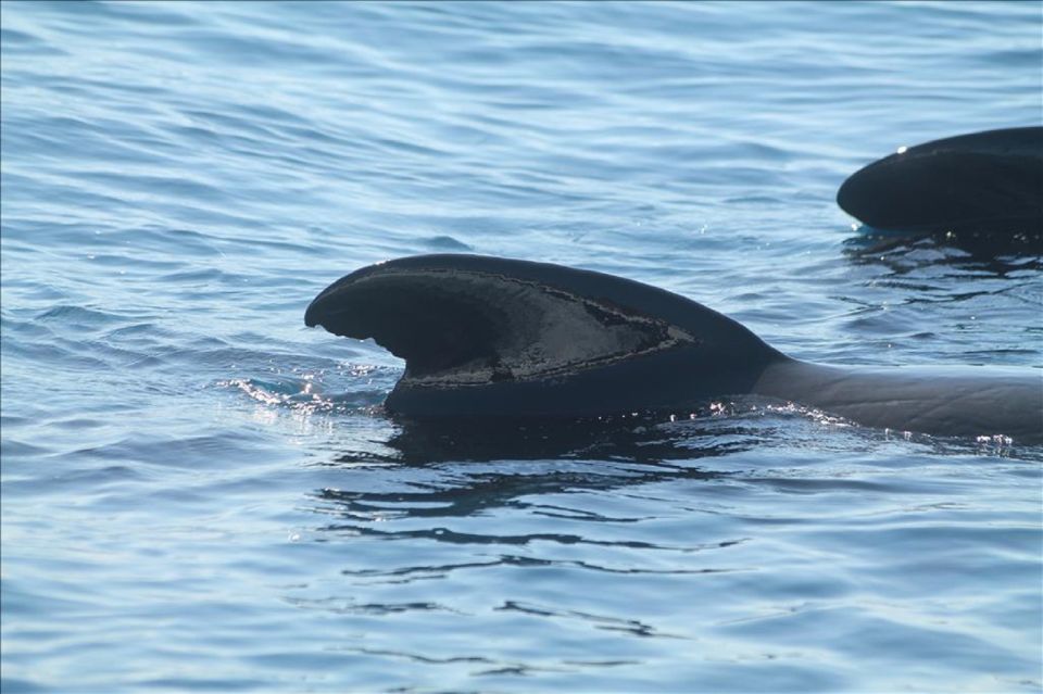 From Seville: Gibraltar Dolphins Watching Day Trip - Things To Known