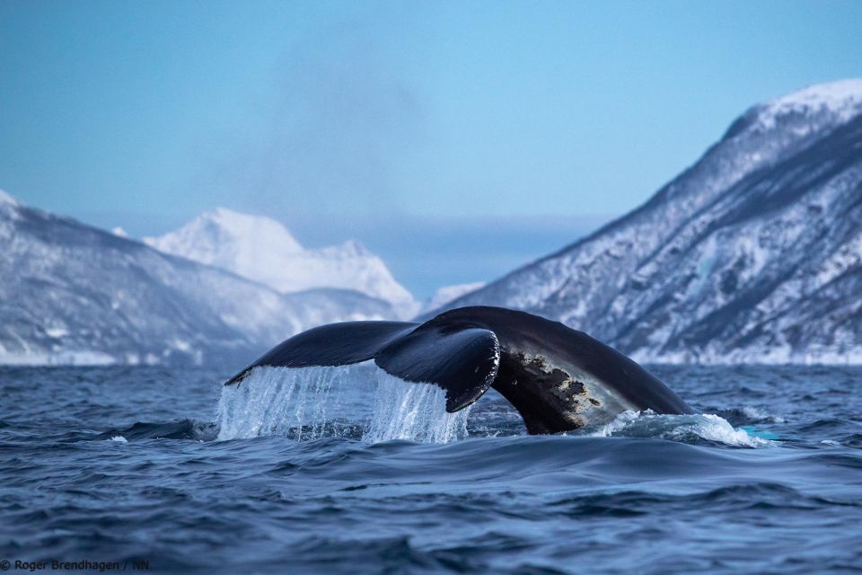 From Tromsø: Overnight Northern Lights & Whale Watching Tour - Why Choose This Tour