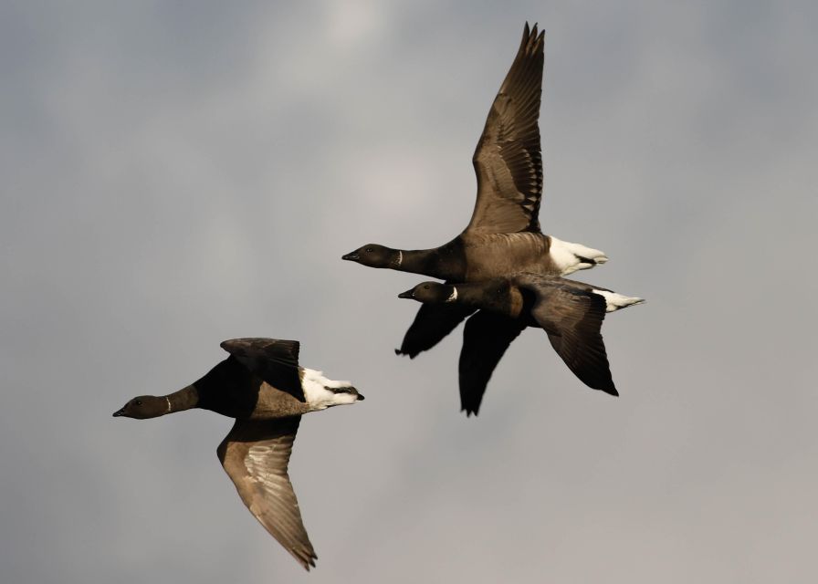 Full Day Birding - Autumn/Winter Birdlife Sightings