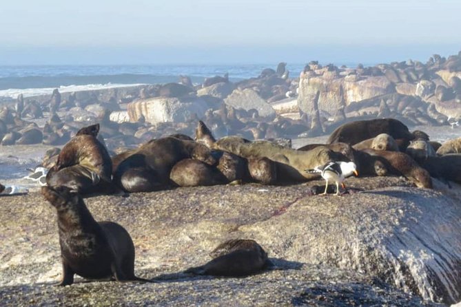 FULL Day Cape of Good Hope and Boulders Penguin Colony - Experiencing the Penguin Colony