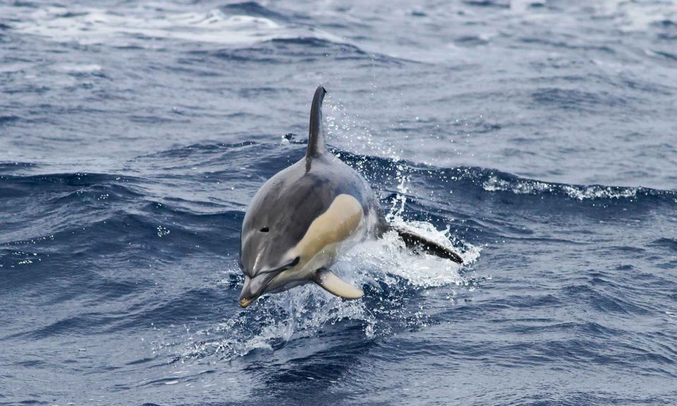 Funchal: Dolphin and Whale Watching Cruise - Memorable Encounters With Cetaceans