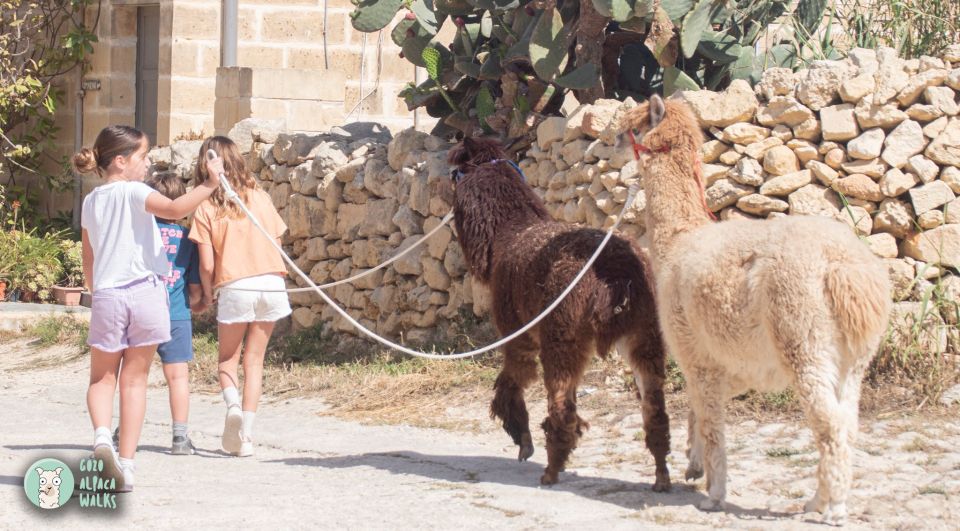 Gozo Alpaca Walks : With Feeding and Farm Visit - Capturing Memorable Moments