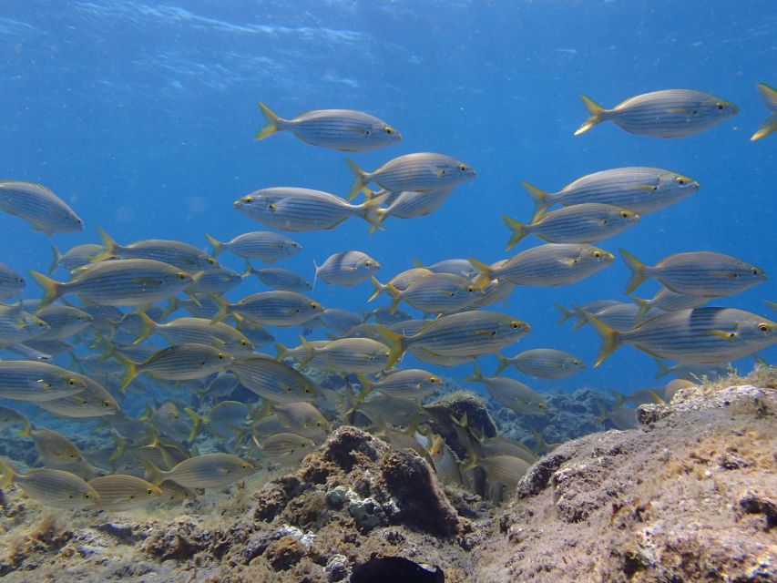 Gran Canaria Scuba Diving for Certified Divers - Contact and Availability