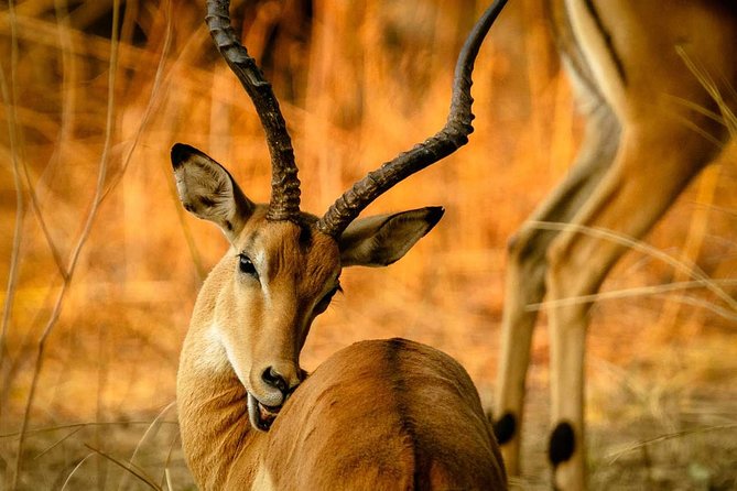 Guided Safari to Murchison Falls From Masindi - Operated by Murchison Backpackers