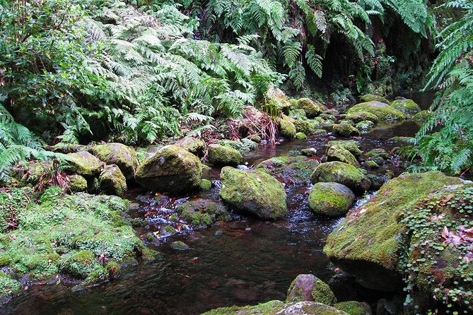 Hidden Corners: Levada Walk From Funchal - Exploring the Levada Trail