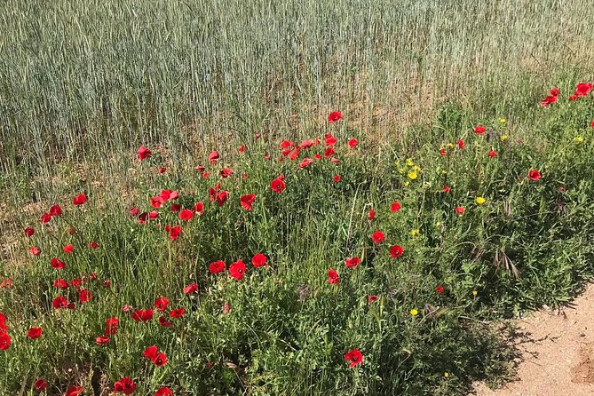 Horseback Riding Around Doñana - Highlights of the Ride