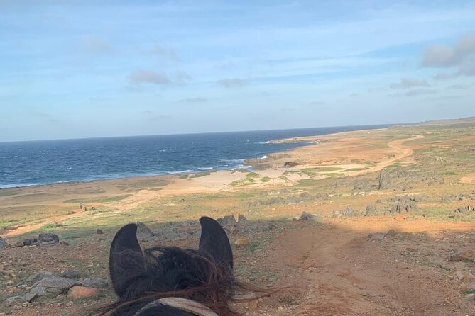 Horseback Riding Wariruri Beach Tour in Aruba - Tour Reviews and Ratings