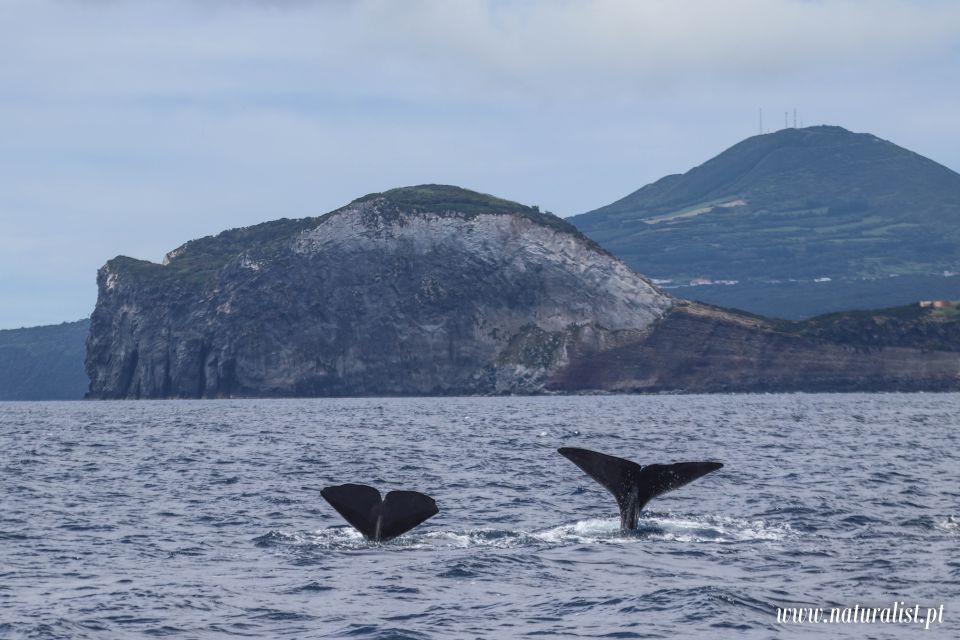 Horta: Whale and Dolphin Watching Expedition - Booking and Cancellation Policy