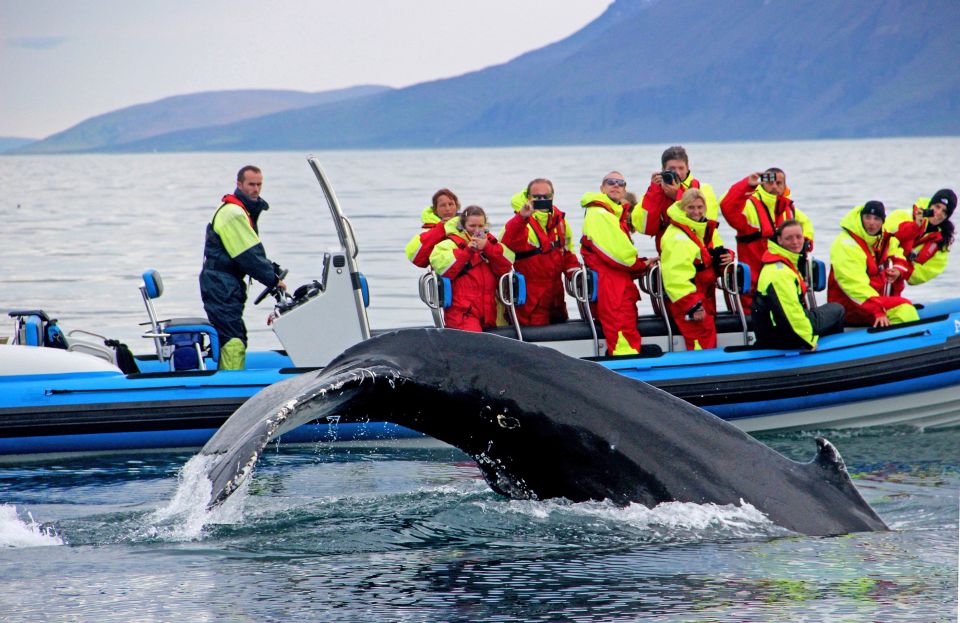 Húsavík: Big Whale Safari & Puffin Island Tour - Tour Inclusions