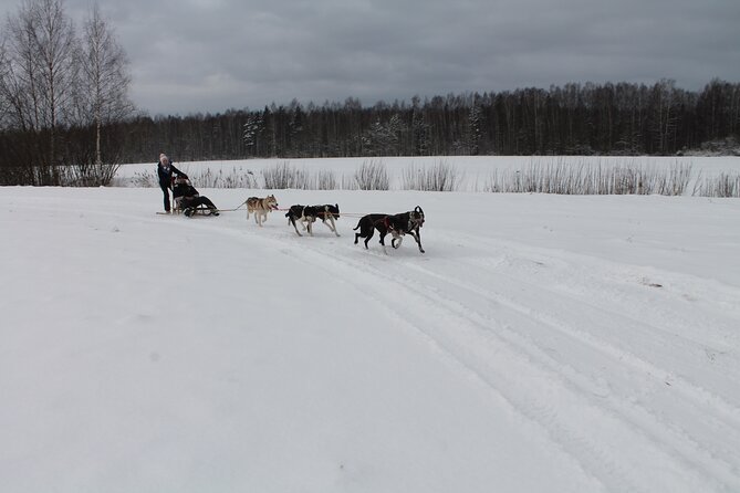 Husky Dog Sledding Tour From Riga - Memorable Moments on the Sled