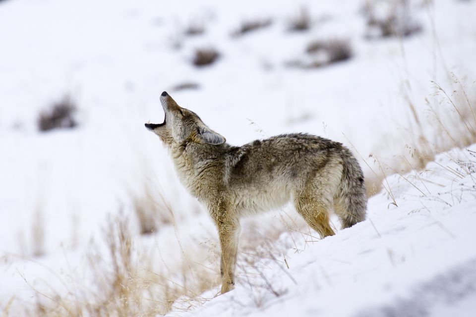 Jackson: 4-Day Grand Teton & Yellowstone Winter Tour - Exploring Hydrothermal Features