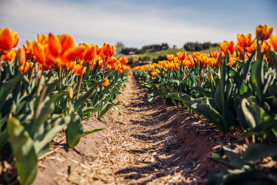 Keukenhof: Flower Fields Small-Group Cultural Bike Tour - Bike Rental Details