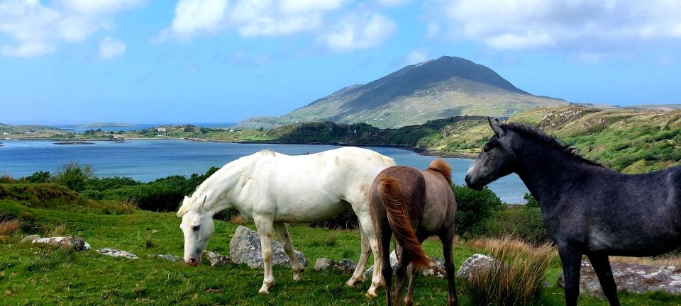 Kylemore, Sheep Farm and Connemara Private Limousine Tour - Important Information