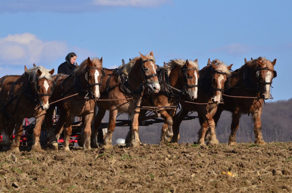 Lancaster County: Amish Farmlands, Museum Tour, Farm Visit - Immersive Cultural Encounter