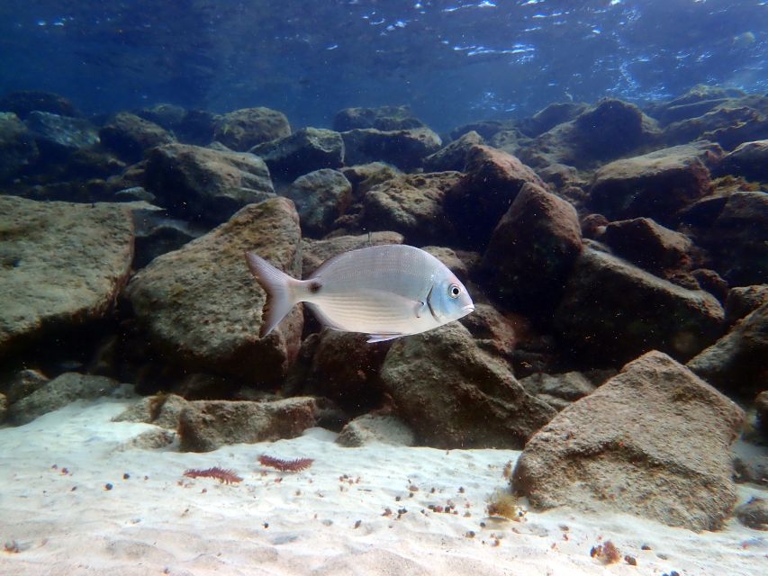 Lanzarote: Beginner Diving Course Costa Teguise (2 Dives) - Booking and Cancellation