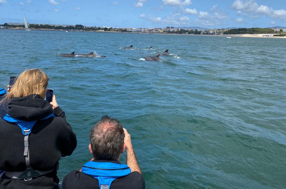 Lisbon: Dolphin Watching Boat Tour - Additional Information