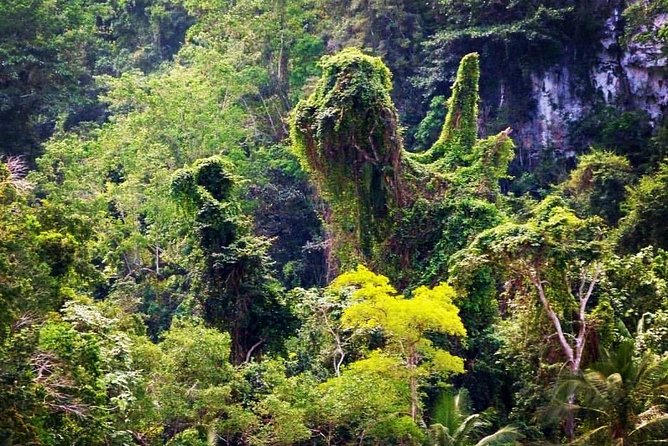 Los Haitises National Park - Hiking in Rain Forest + Private Boat to Caves - Kayaking and Boat Trip