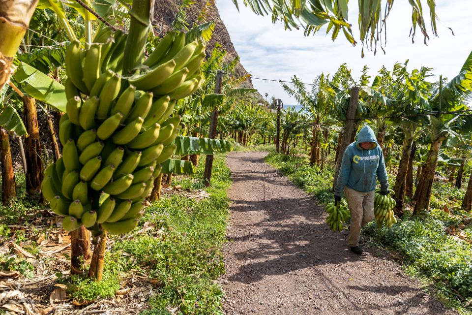 Madeira: Faja Dos Padres Private Sightseeing Tour - Tour Scheduling and Conditions