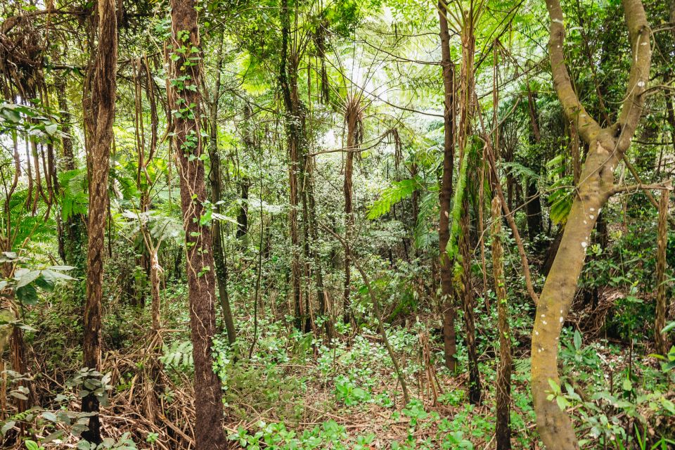 Madeira: Half-Day Pico Arieiro Jeep Tour - Inclusions and Important Information