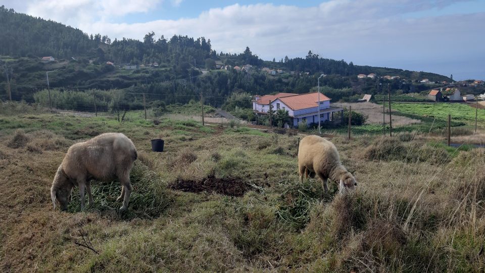 Madeira: Private Levada Ponta Do Pargo Walk - Booking and Pricing