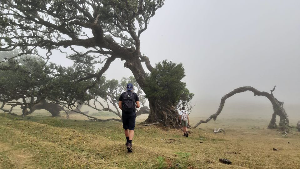 Madeira: Private Tour of Fanal Forest - Cancellation Policy