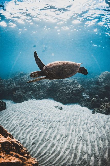 Maui: High Chief Afternoon Turtle Snorkel - Additional Tips