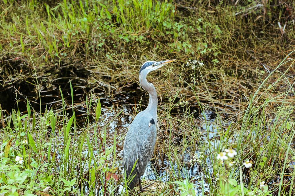 Miami: Everglades National Park Airboat Tour & Wildlife Show - Booking and Cancellation Policy