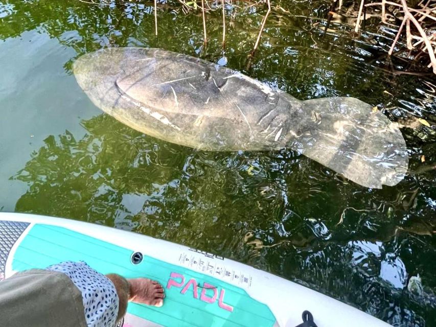 Miami: Manatee Season Tour Paddleboard or Kayak Tour - Experiencing the Miami Skyline