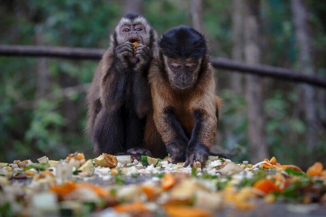 Monkeyland Guided Tour in Plettenberg Bay - Reviews and Ratings