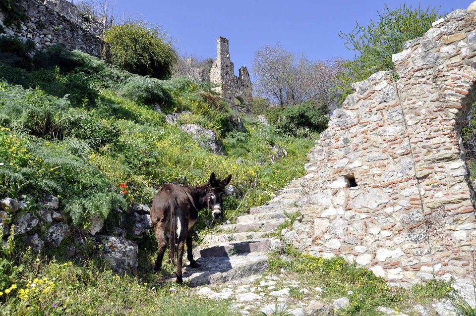 Mystras Castle Town, Sparta, Olive Museum Private Day Tour - Departure and Return