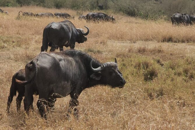 Nairobi National Park and Giraffe Centre Guided Safari Tour - Additional Details