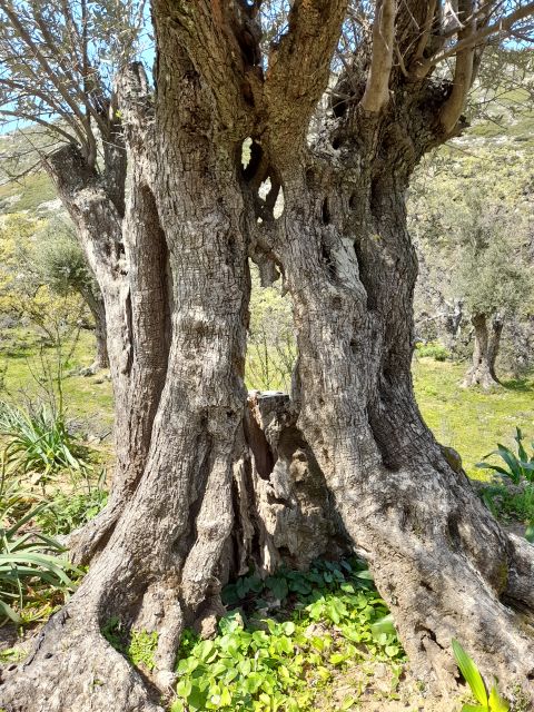 Naxos: Countryside Hike Among Villages & Byzantine Churches - Customer Testimonials