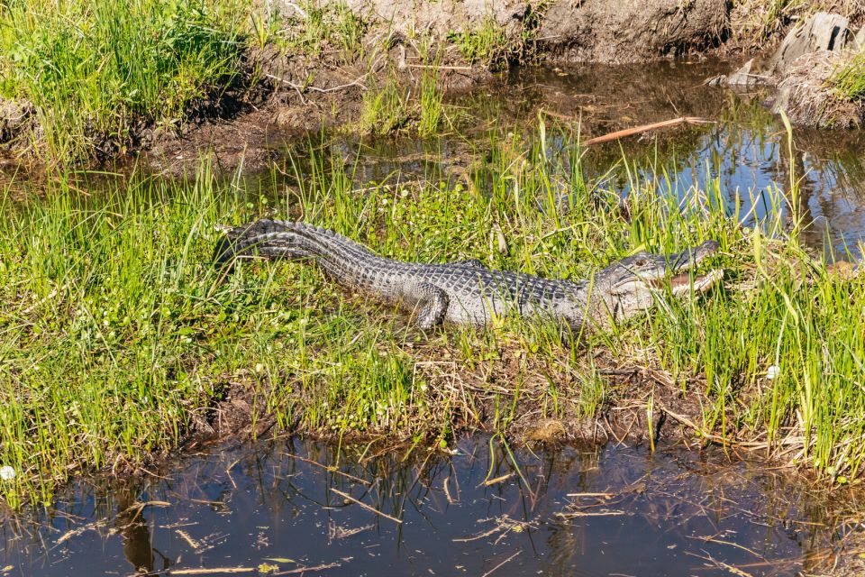 New Orleans: Oak Alley Plantation & Airboat Swamp Combo Tour - Reserving and Cancellation Policy